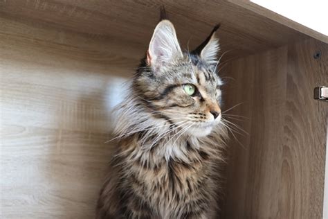 canile mariano|Chatterie Astra Maine Coon XXL